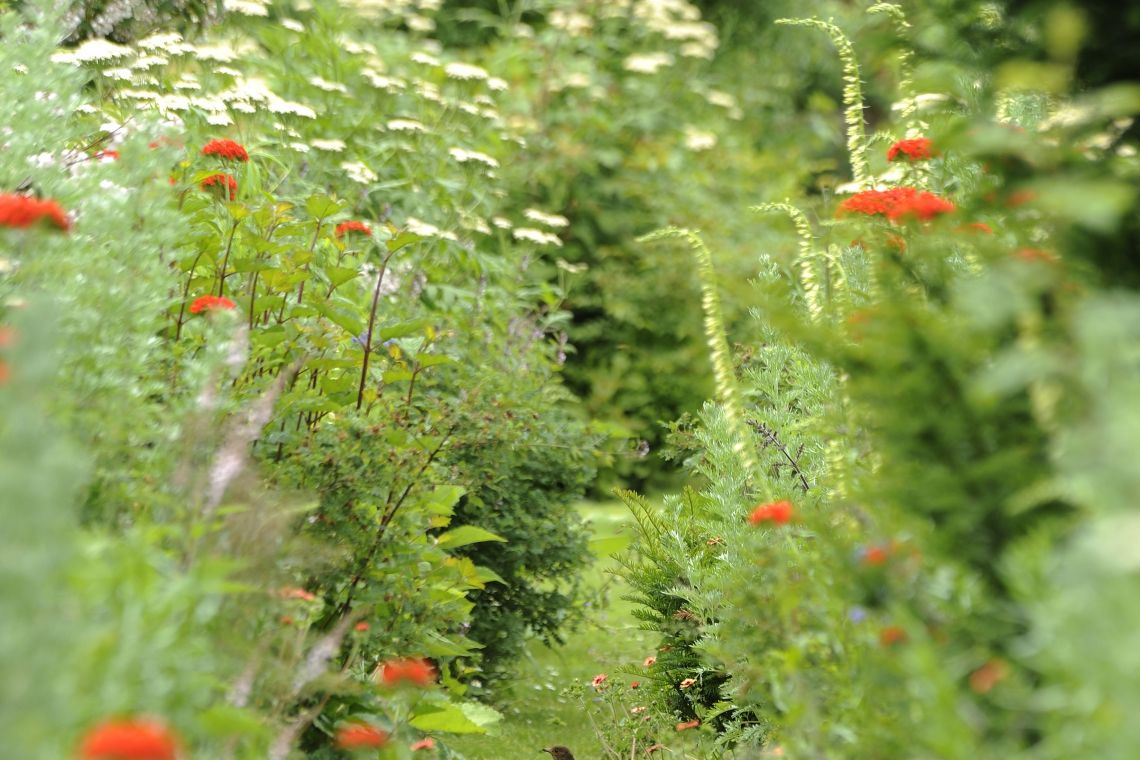 St Michael’s Hospice Open Gardens, Kentchurch Estate